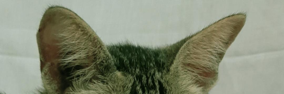nonarumput's profile banner image