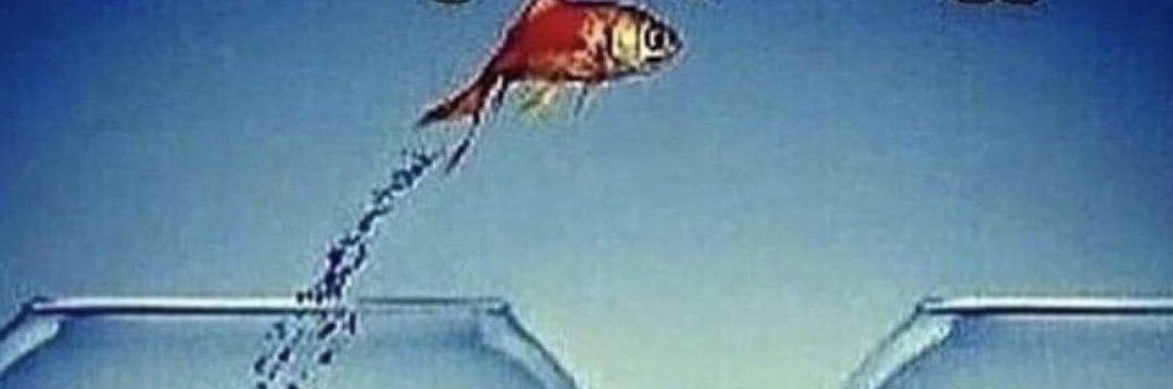 lilmulignan's profile banner image