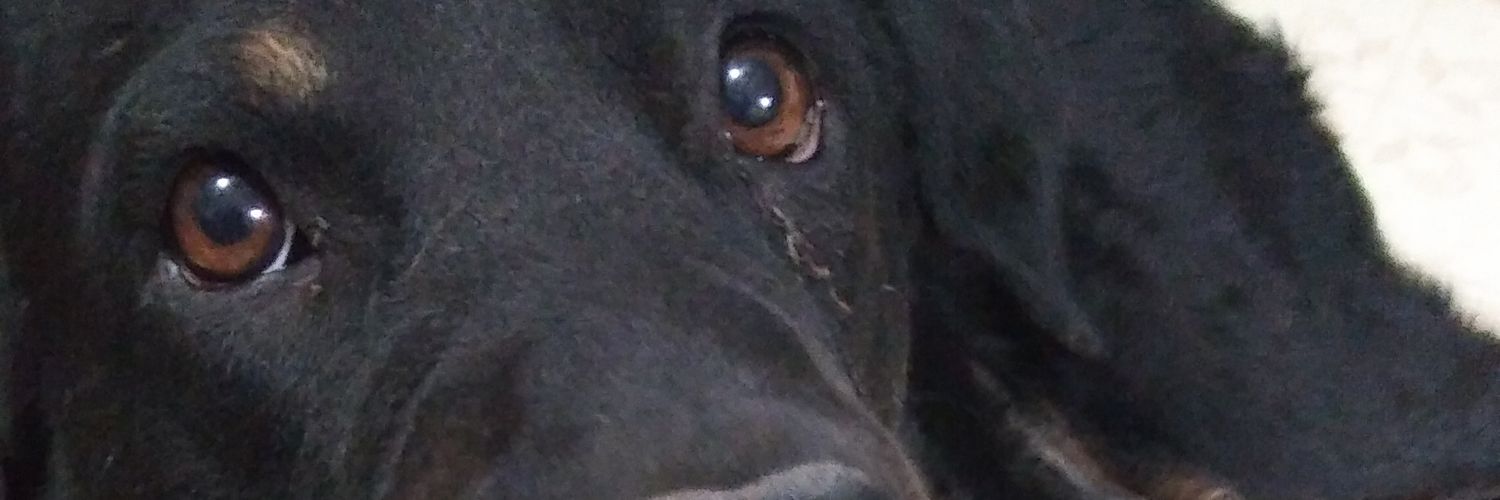 e_orozko's profile banner image
