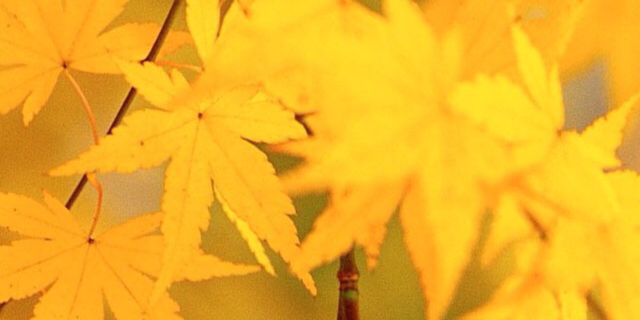 cmkh_kk's profile banner image