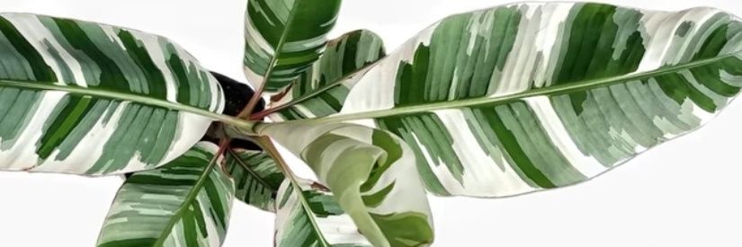 🕊입동에 핀 차꽃 banner