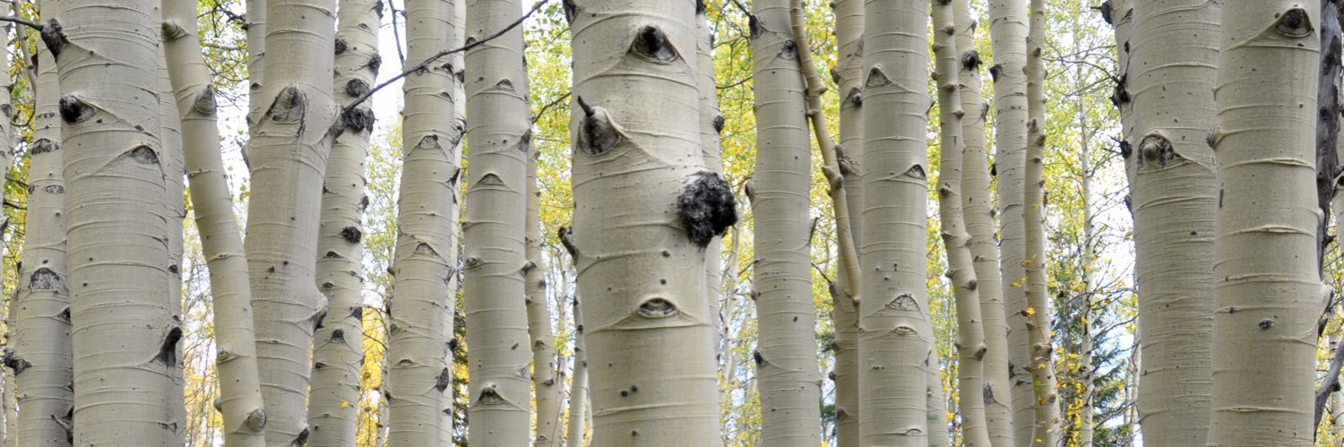 aspen116's profile banner image