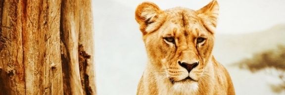 MwasTheOne's profile banner image