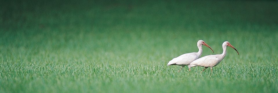 William Tigano banner