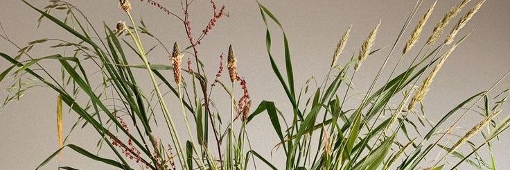 BIsonmia's profile banner image