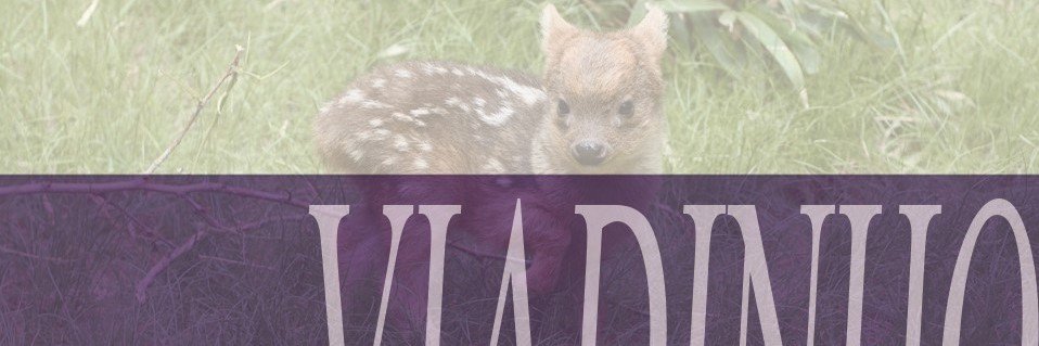 _miraszeji's profile banner image