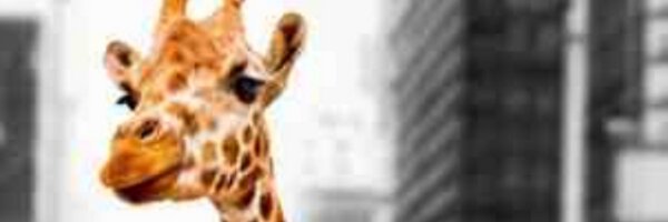 ljbaldwin_ Profile Banner