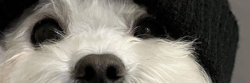 pidusol's profile banner image