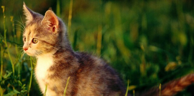 tom2cat's profile banner image