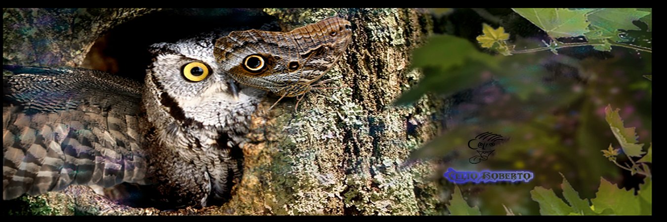 CelioRoberto_S's profile banner image