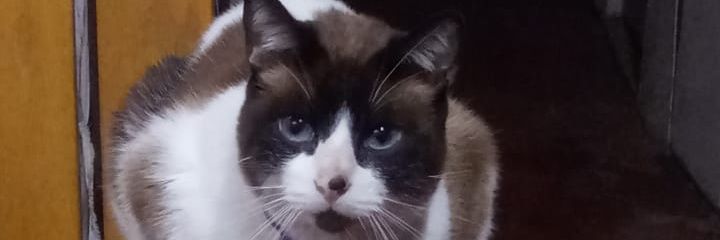 MoreliaOink's profile banner image