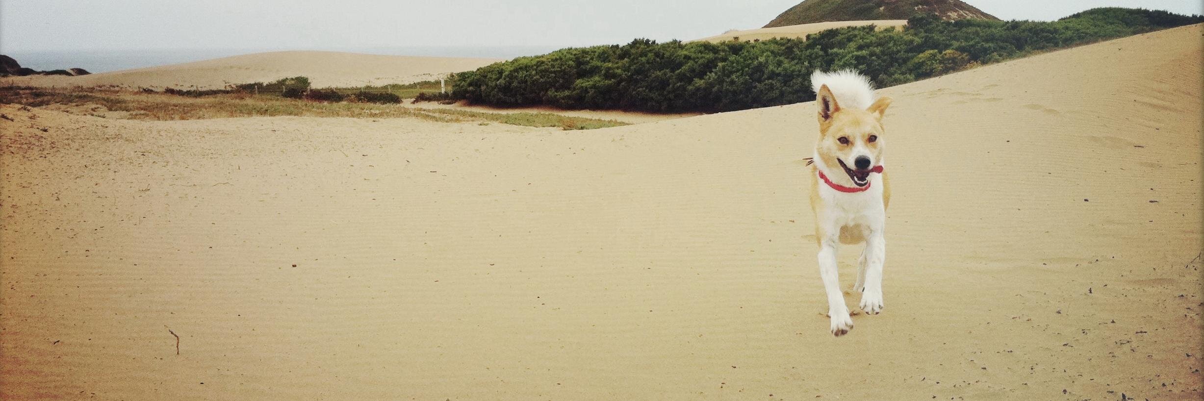 Joanie McCollom banner