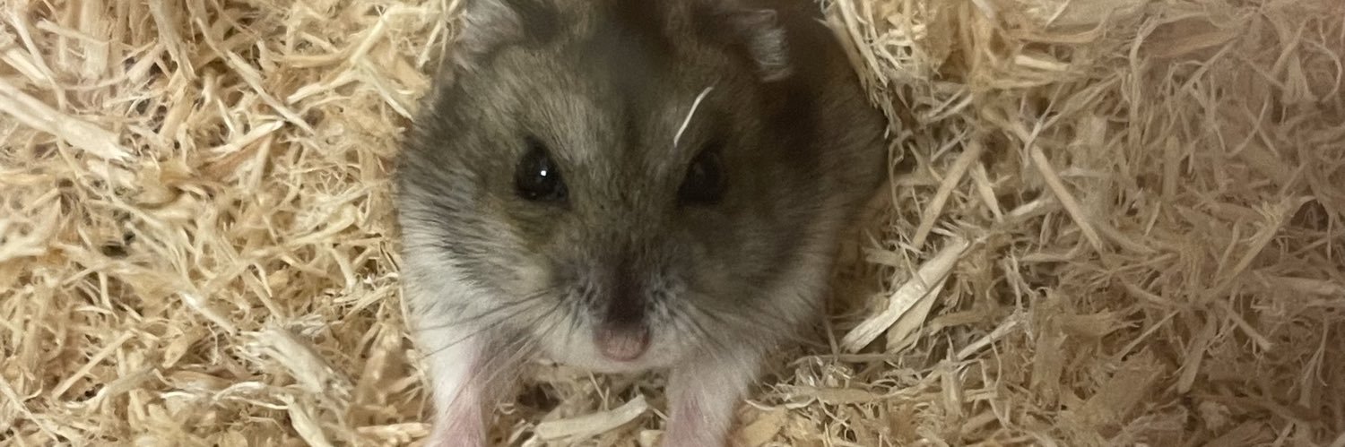 おかか🐹 banner