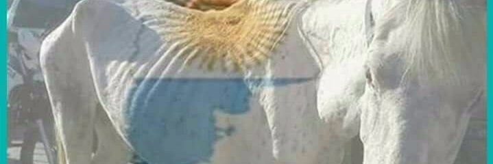 Leticia Sanchez S. 💚💜💕 banner