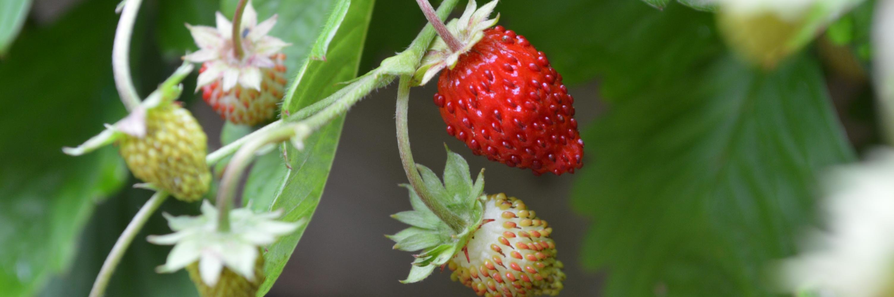 seednursery's profile banner image
