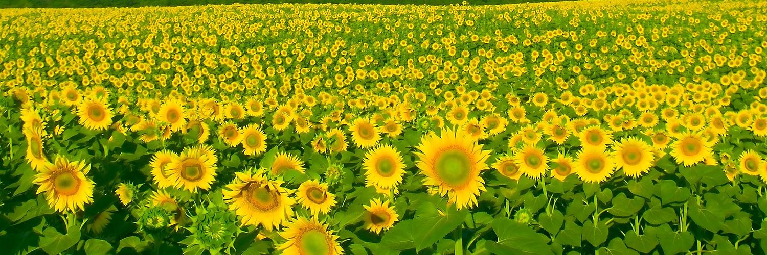 knao33's profile banner image