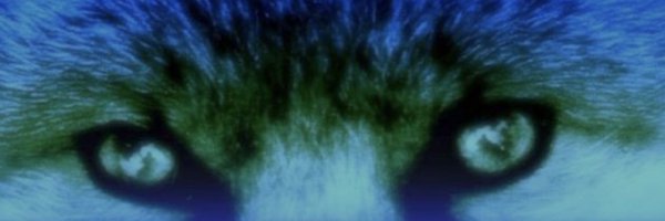 BlueFoxCAFH Profile Banner