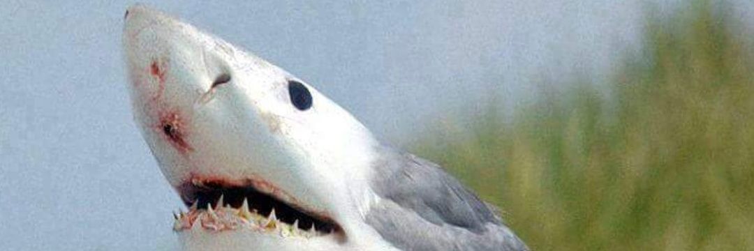 BalboaTyler's profile banner image
