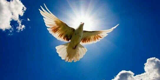 LoveLightPeace's profile banner image