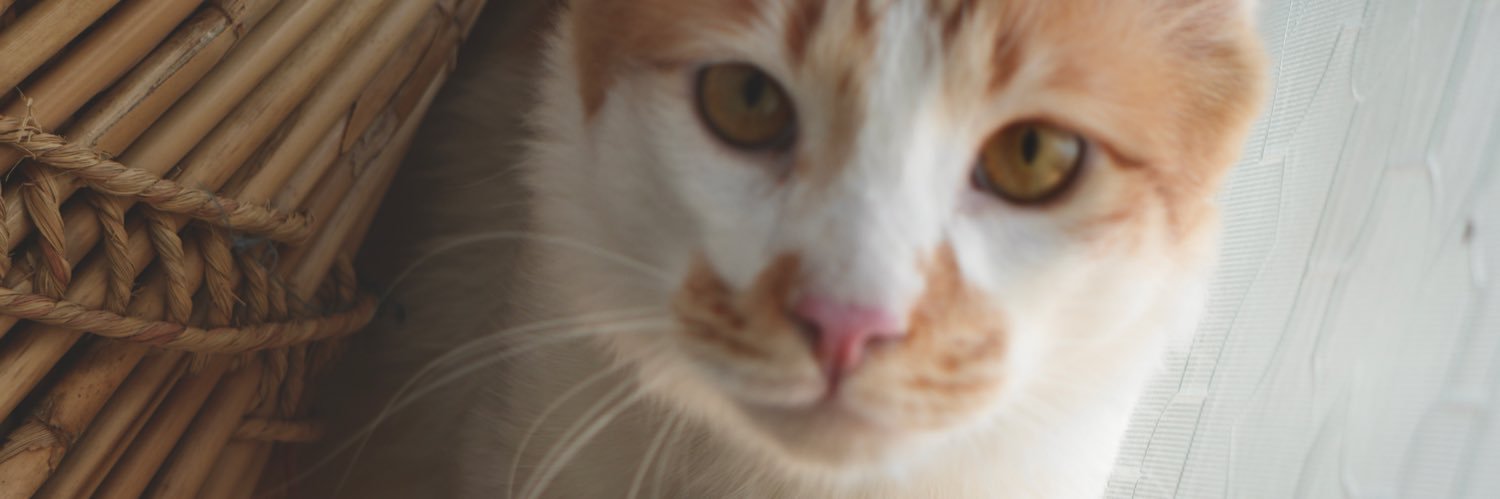 finalblur's profile banner image