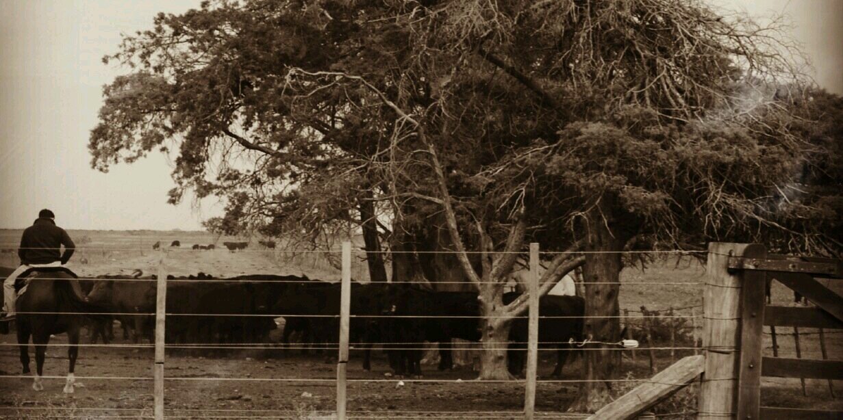 Luciano Lucas banner