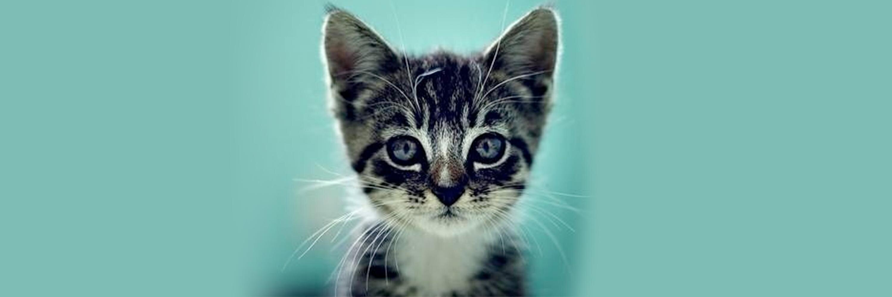 Cats and Kittens's banner