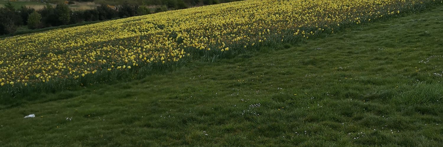 AMollymawk's profile banner image