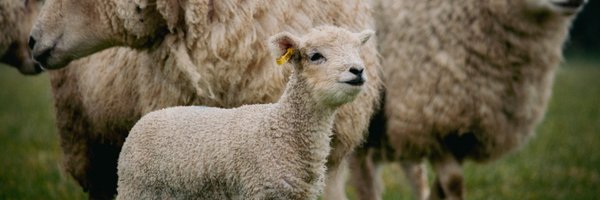 Cotswold Farm Park Profile Banner