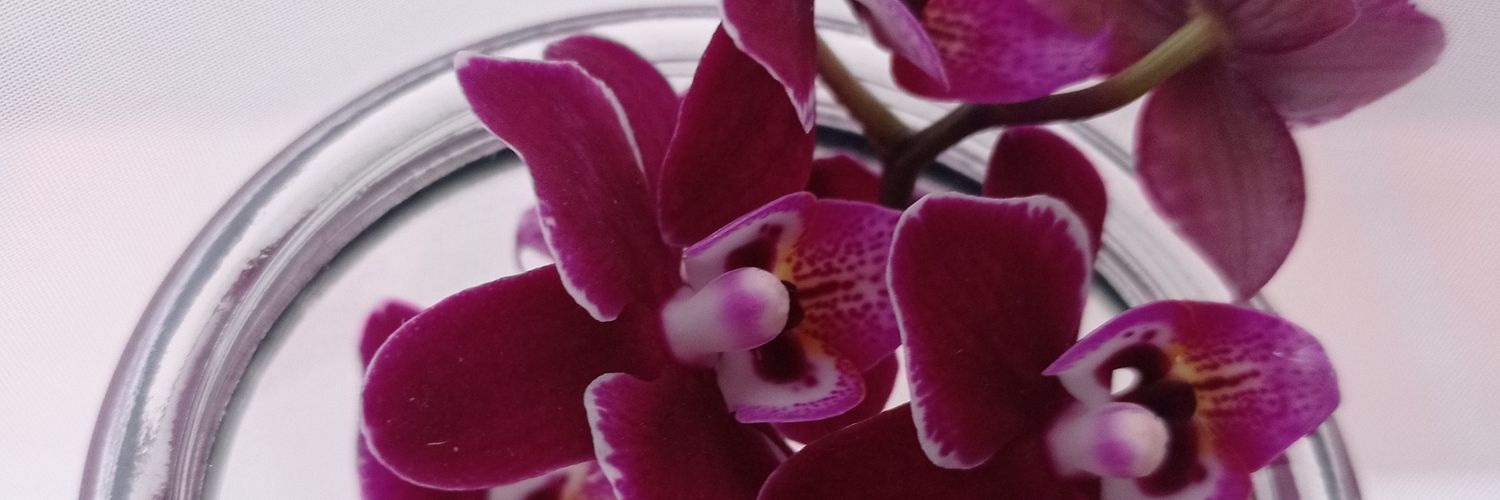 budai_tamara's profile banner image