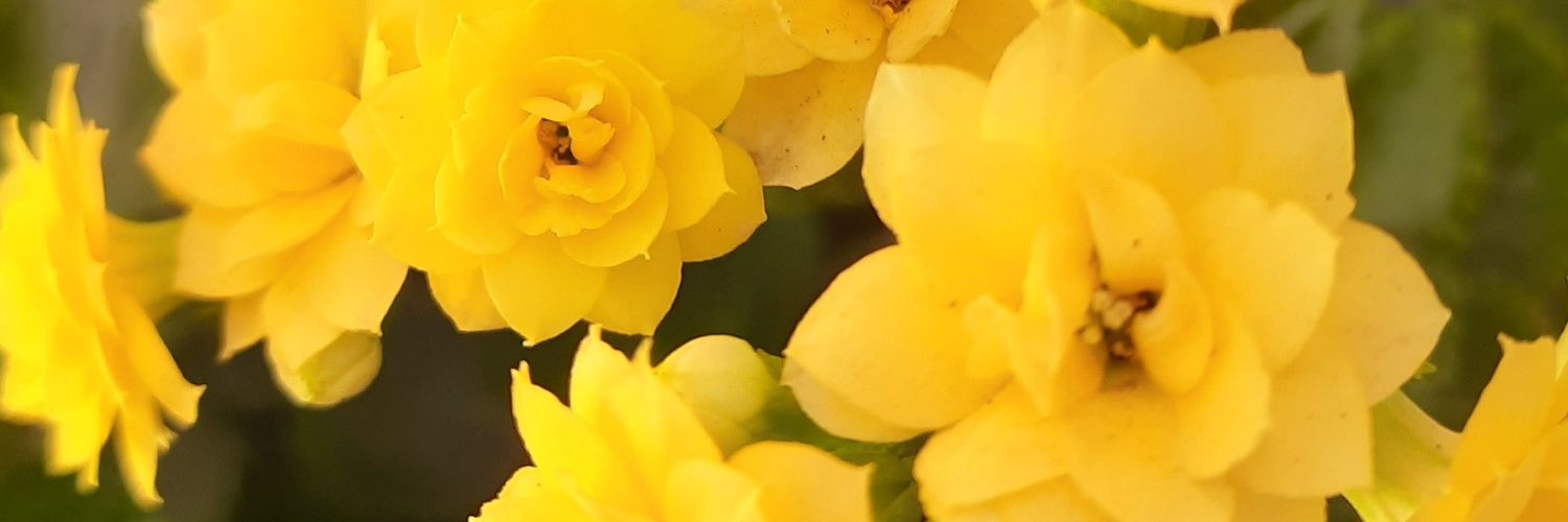 nasimk2's profile banner image
