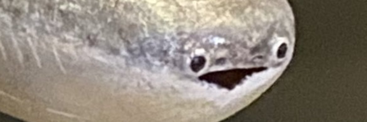 🍤 Alex Larder 🍤 banner