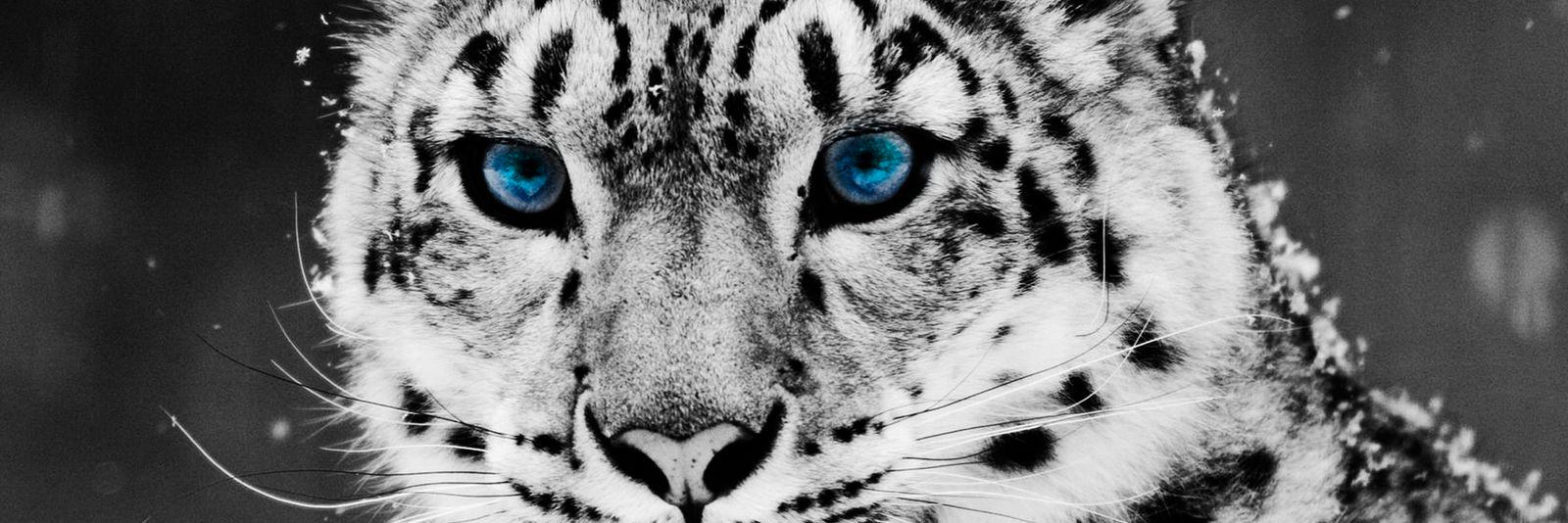 Ras_jsh's profile banner image