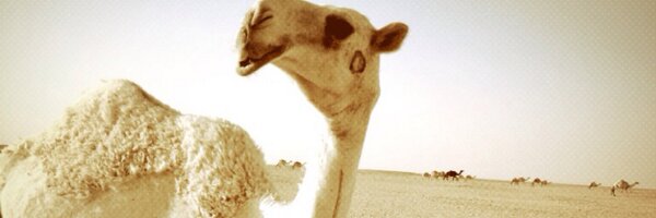 seef019 Profile Banner