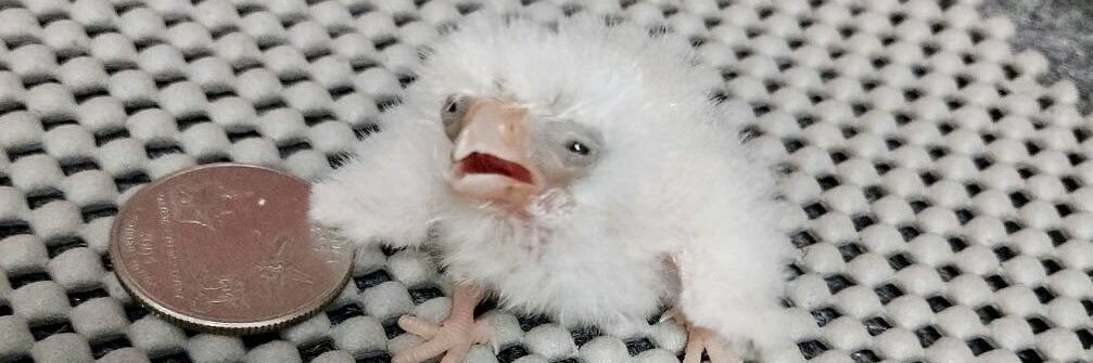 budgerigar42's profile banner image
