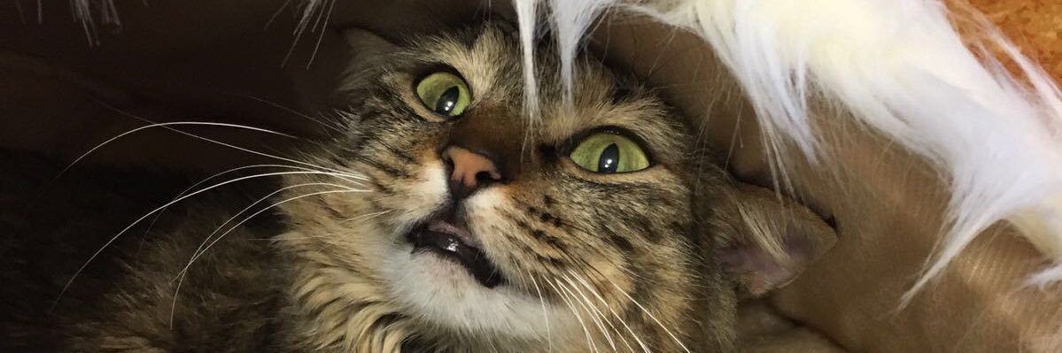 Scrapeatodo's profile banner image