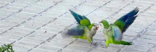 simeonqs Profile Banner