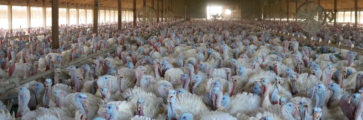 Iowa Turkey Federation banner