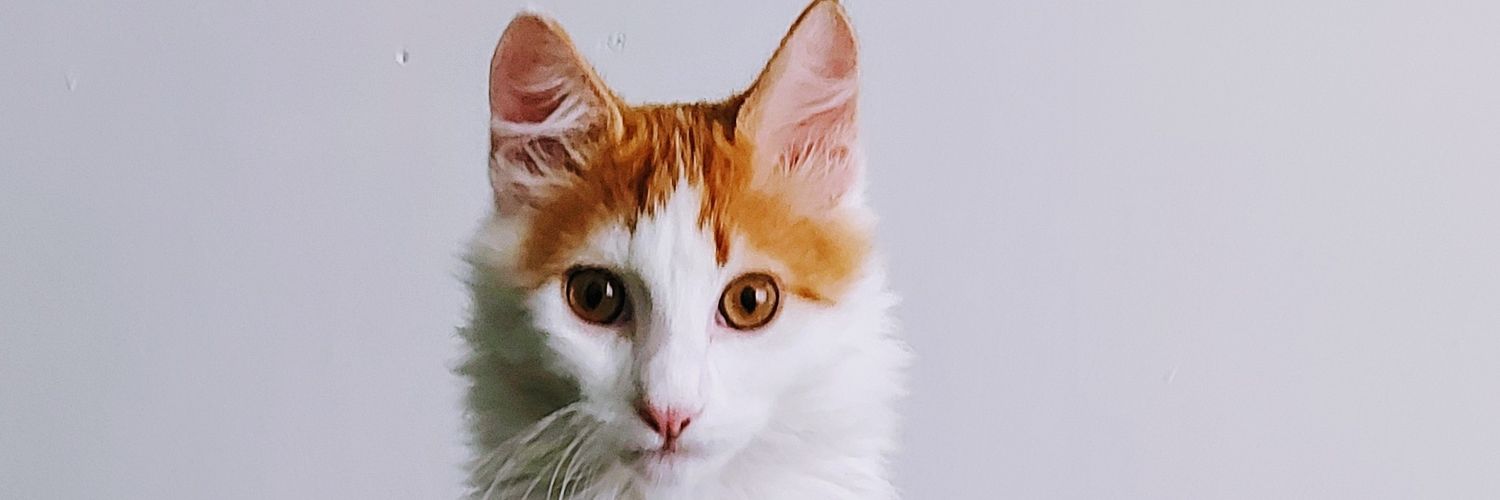 jmzin_'s profile banner image