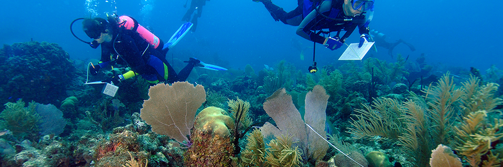 Reef Check Dom Rep banner