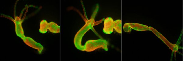 BrigitteGalliot Profile Banner