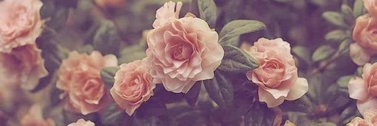 𝓕𝓮𝓻𝓷𝓪𝓷𝓭𝓪🌸 banner