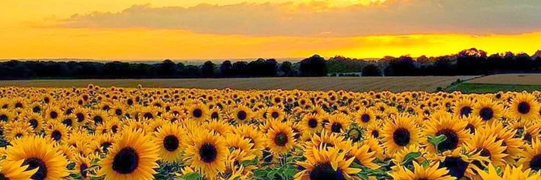 TrulyDanielaa's profile banner image