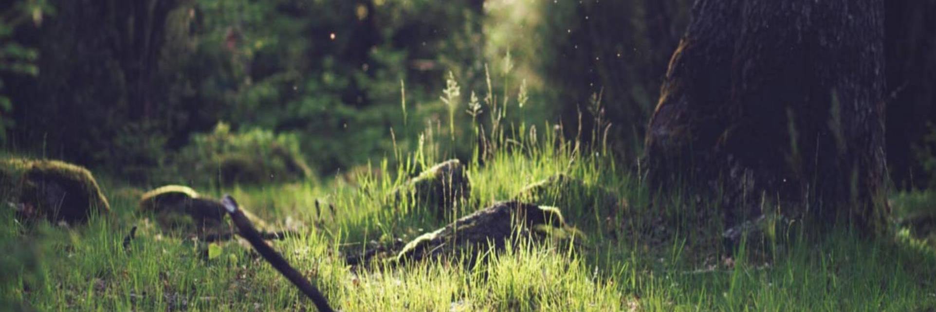 ShopZesa's profile banner image