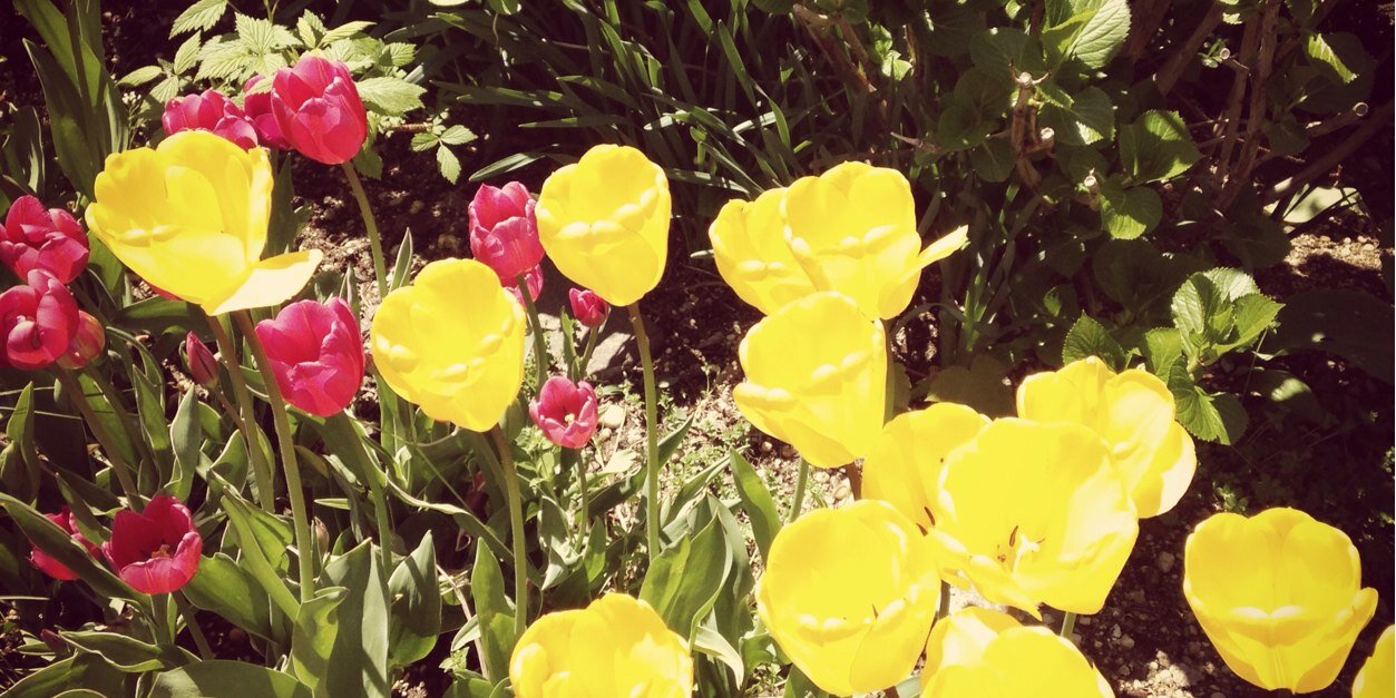 juliateshler's profile banner image