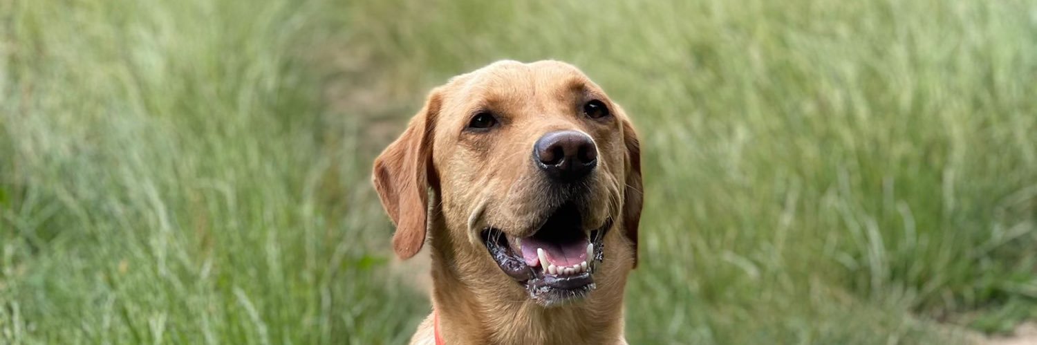 sam lowe banner