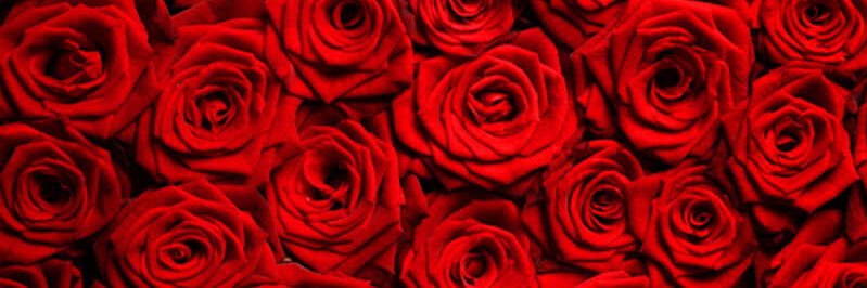 VnssaRose's profile banner image