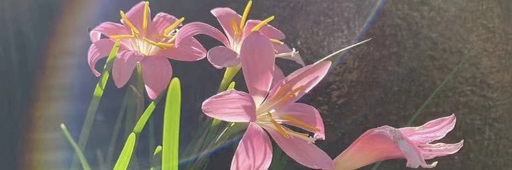 espumitadevenus's profile banner image