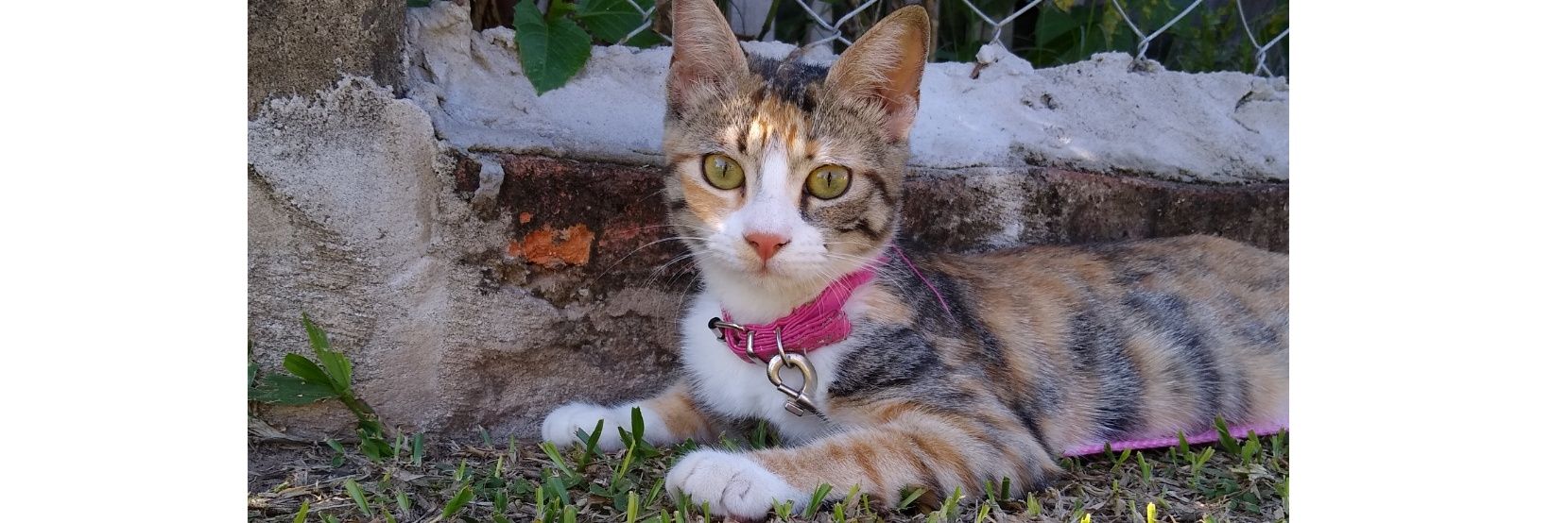 geraldineborget's profile banner image