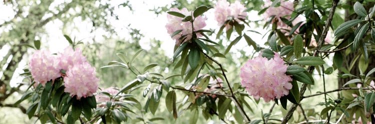 dn_ela's profile banner image
