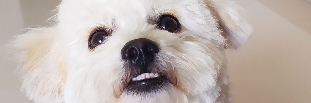 MafeVerdugo1's profile banner image